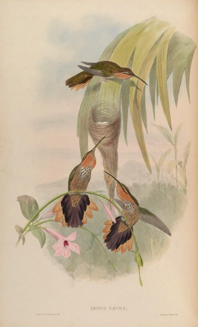 Grypus naevius = Ramphodon naevius von John Gould